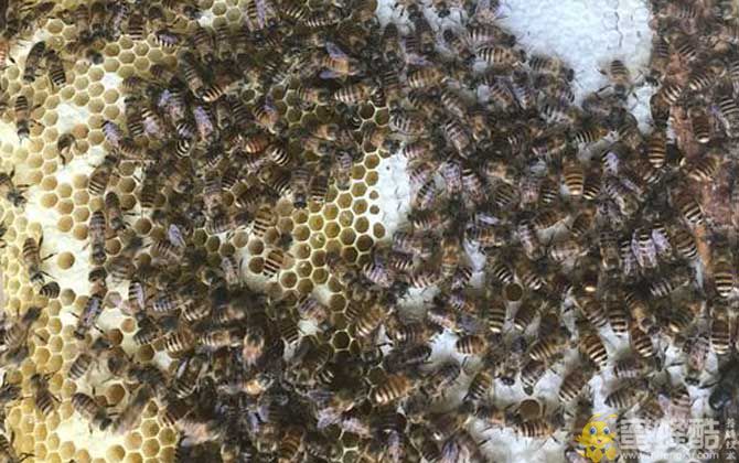 蜜蜂冬季养殖管理技术(图5)