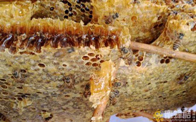 蜜蜂越冬死亡有哪些原因？(图1)