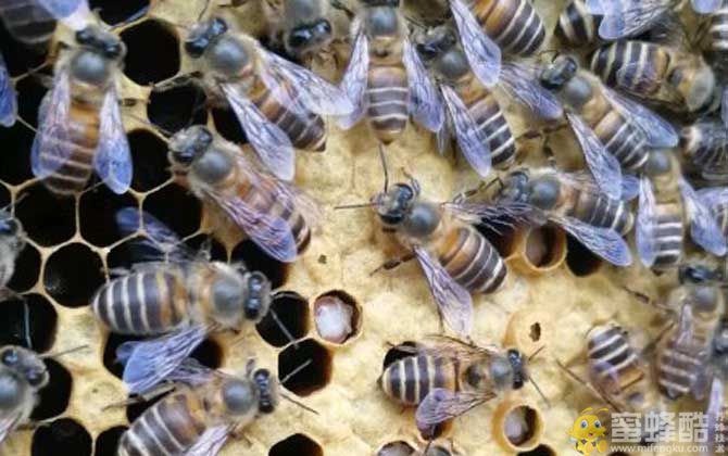 蜜蜂越冬死亡有哪些原因？(图2)