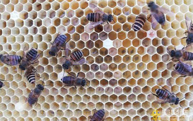 冬季饲喂蜜蜂有什么技巧？(图1)