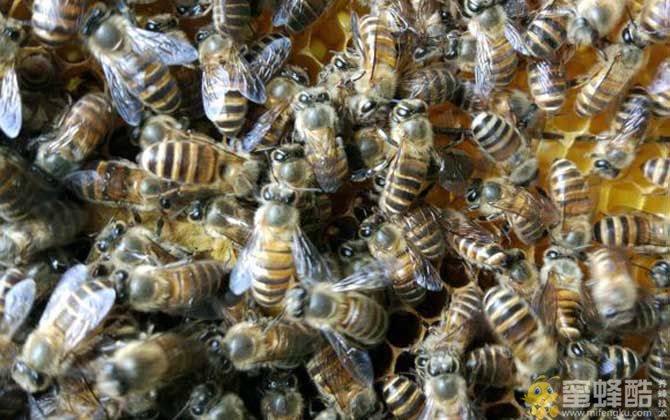 蜜蜂夏季养殖管理技术