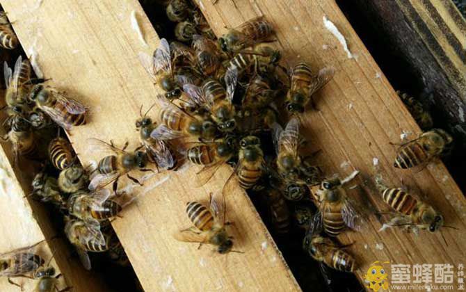 夏季怎么让蜜蜂不断子？