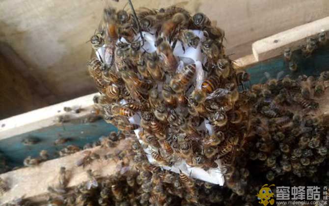 夏季养蜂如何防暑降温？