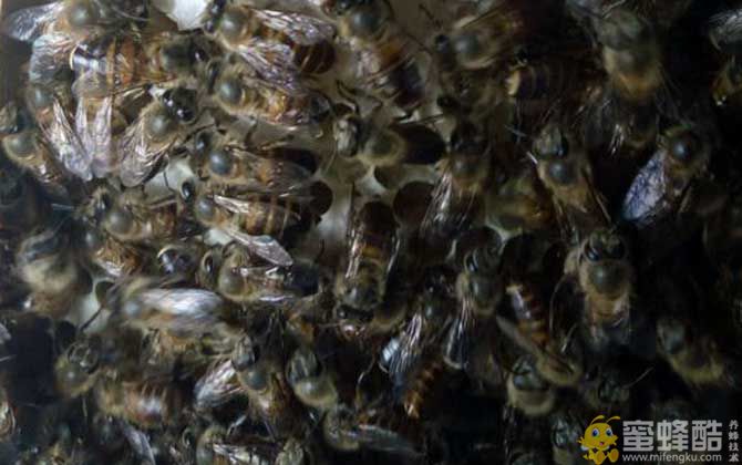 夏季怎样让蜂王多产卵？