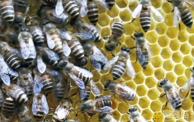 蜜蜂秋季养殖管理技术(图2)