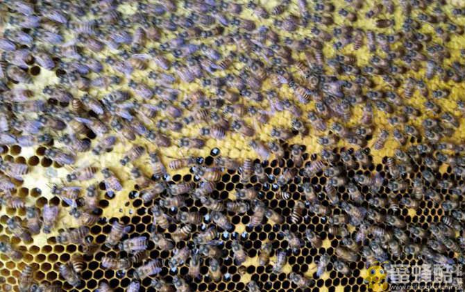 冬季饲喂蜜蜂有什么技巧？(图2)