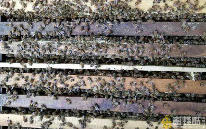 冬季饲喂蜜蜂有什么技巧？(图3)