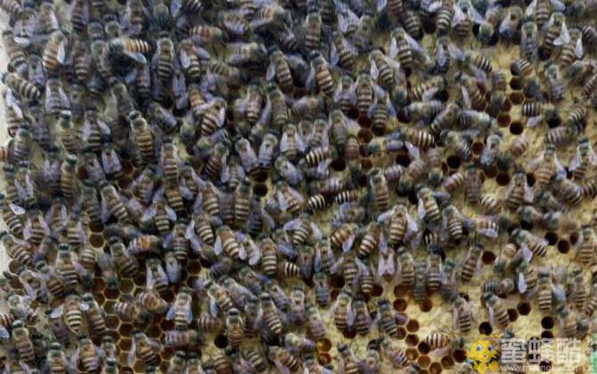 冬季饲喂蜜蜂有什么技巧？(图4)