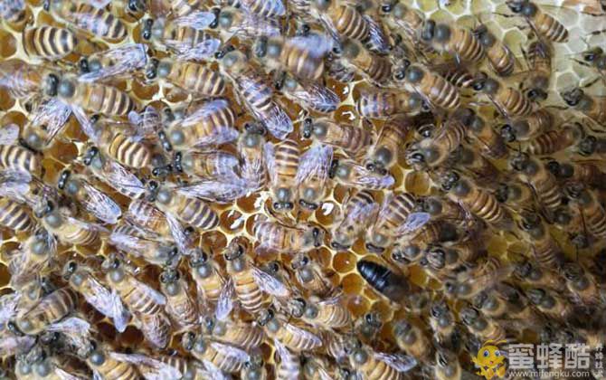 蜜蜂春季养殖管理技术(图4)