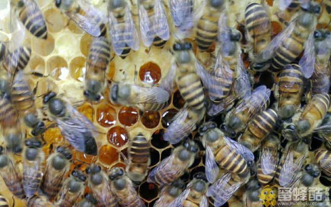 蜜蜂春繁技术及注意事项