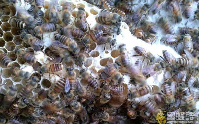 蜜蜂怎么奖励饲喂？(图3)