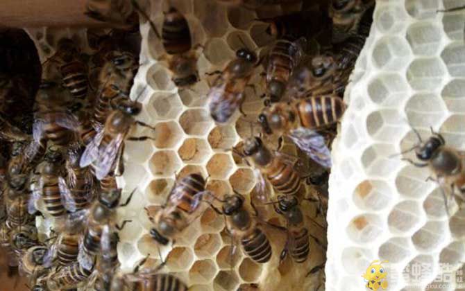 怎样让蜜蜂快速造脾？(图2)