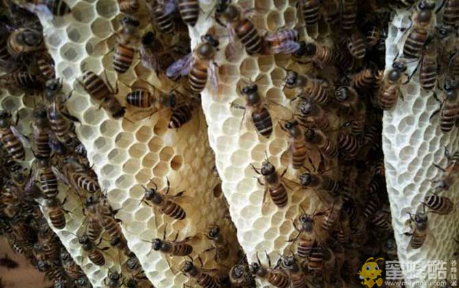 怎样让蜜蜂快速造脾？(图4)