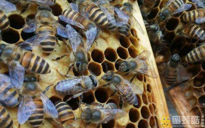 蜜蜂里有黑蜂怎么处理？(图1)