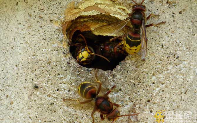 养蜂怎么防止天敌胡蜂？(图4)