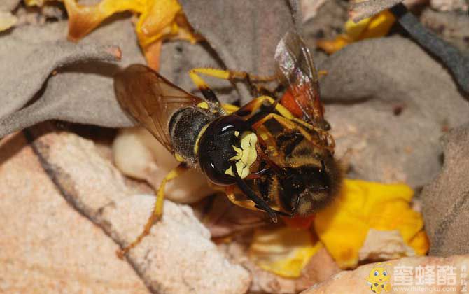 养蜂怎么防止天敌胡蜂？
