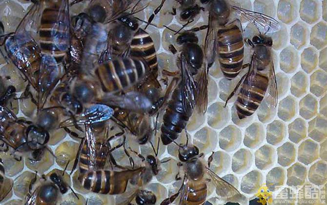 养蜜蜂怎么防止蚂蚁？