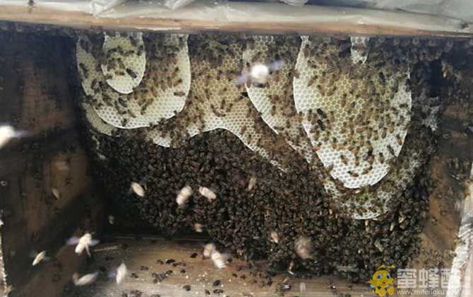 养蜜蜂怎么防止老鼠？(图3)