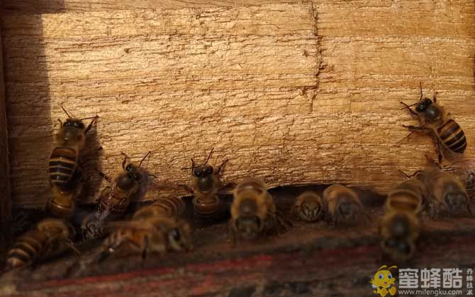 养蜜蜂怎么防止壁虎？(图3)