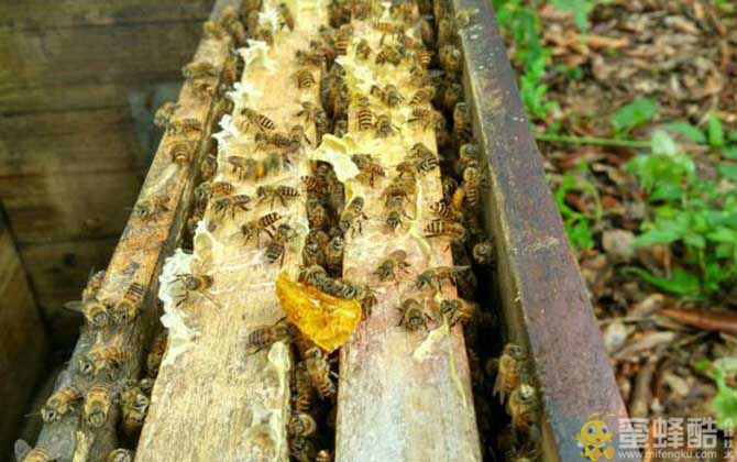 新手怎样养蜂繁殖快？(图1)