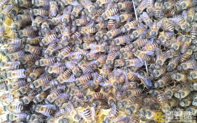 新手怎样养蜂繁殖快？(图2)