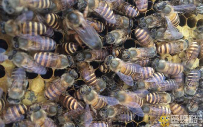 新手怎样养蜂繁殖快？(图3)