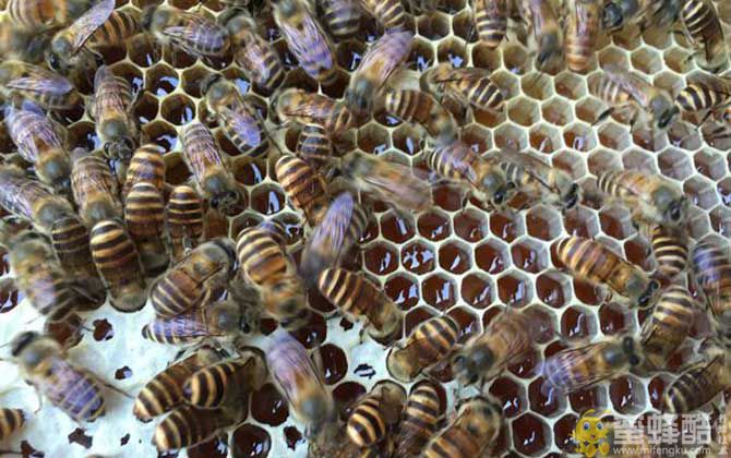 新手怎样养蜂繁殖快？(图4)