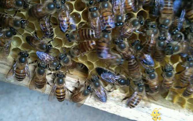 新手怎样养蜂繁殖快？(图5)
