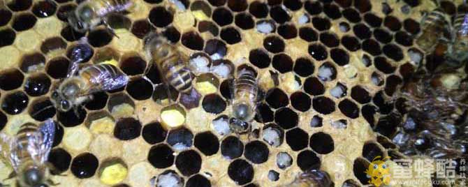 中蜂烂子病的特效药有哪些？