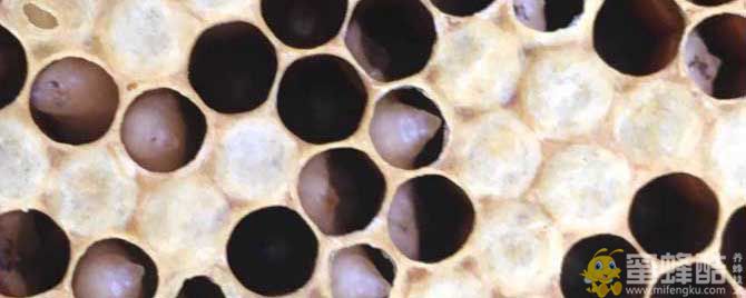 中蜂有卵有虫不见封盖怎么回事？