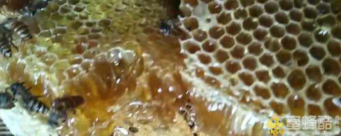 土蜂蜜和百花蜜哪个好？(图1)