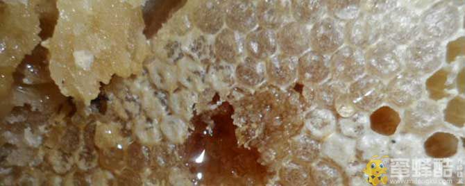 人工蜂巢蜜怎么做成的？(图1)