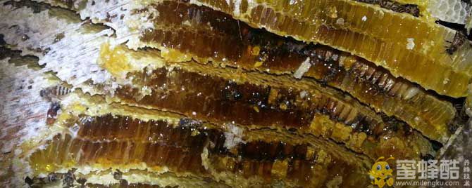 野生蜂蜜的保质期是多久？(图1)