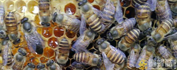 春季中蜂分蜂怎样处理？