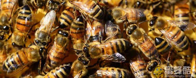 春季蜂群管理要点有哪些？(图1)