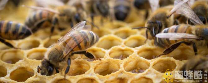 夏季蜂群管理要点有哪些？(图1)