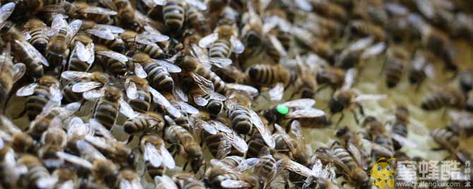 秋季蜂群管理要点有哪些？(图1)