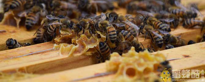 冬季蜂群管理要点有哪些？(图1)