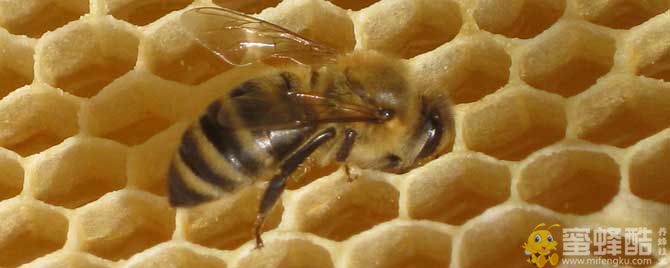 哪些地方不适合养蜂？(图1)