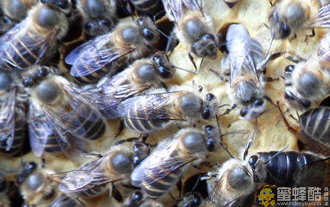购买蜜蜂多少钱一箱？蜜蜂品种不同，一箱蜜蜂的价格也不同！(图3)