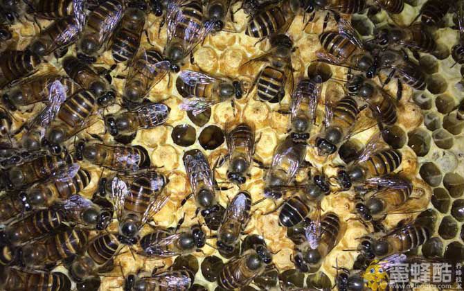 中蜂秋繁如何加换巢脾？