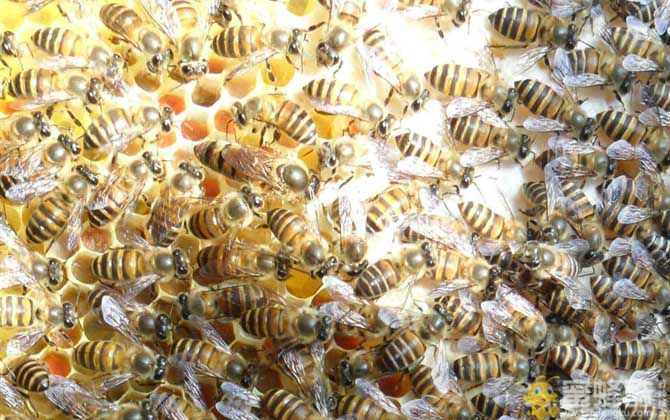 中蜂秋季分蜂在几月份？