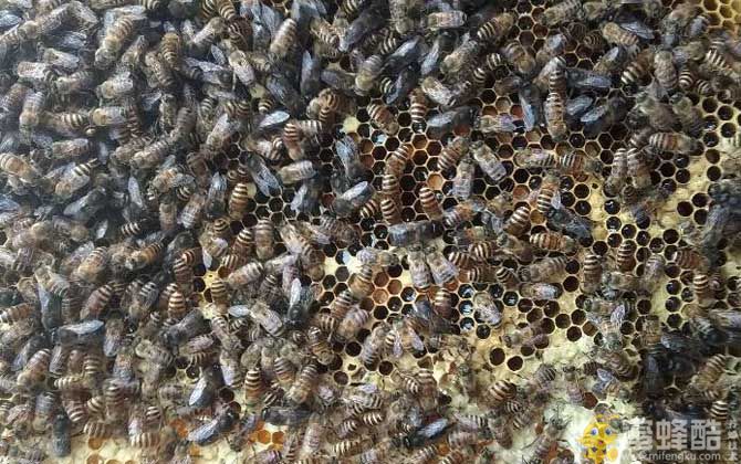中蜂几脾蜂才算是强群？