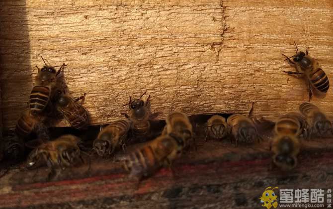 中蜂几天检查一次蜂群？