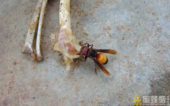 小黄腰胡蜂有毒吗？(图3)