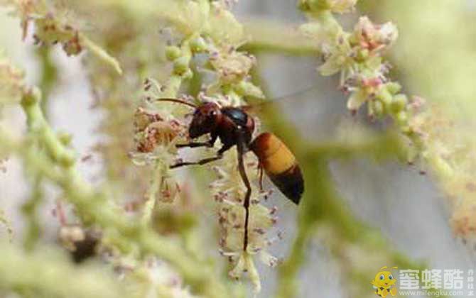 小黄腰胡蜂有毒吗？