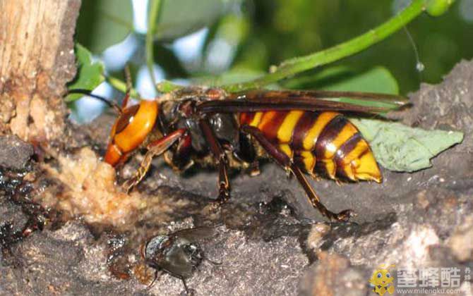 金环胡蜂是虎头蜂吗？(图4)