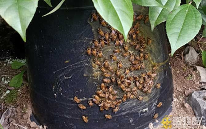 蜂蜡怎样诱蜂效果最好？ 蜜蜂多远能闻到蜂蜡的味道？(图2)
