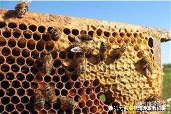  引诱蜜蜂最快的5种方法 快速招引蜜蜂的小妙招