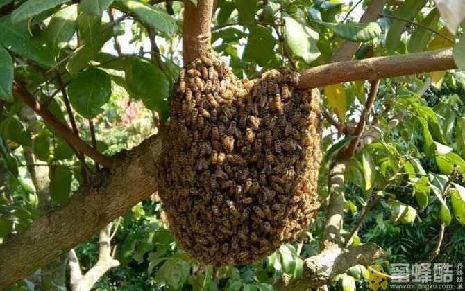 捣毁王台:怎么防止蜜蜂自然分蜂？人工分蜂的最佳方法(图1)